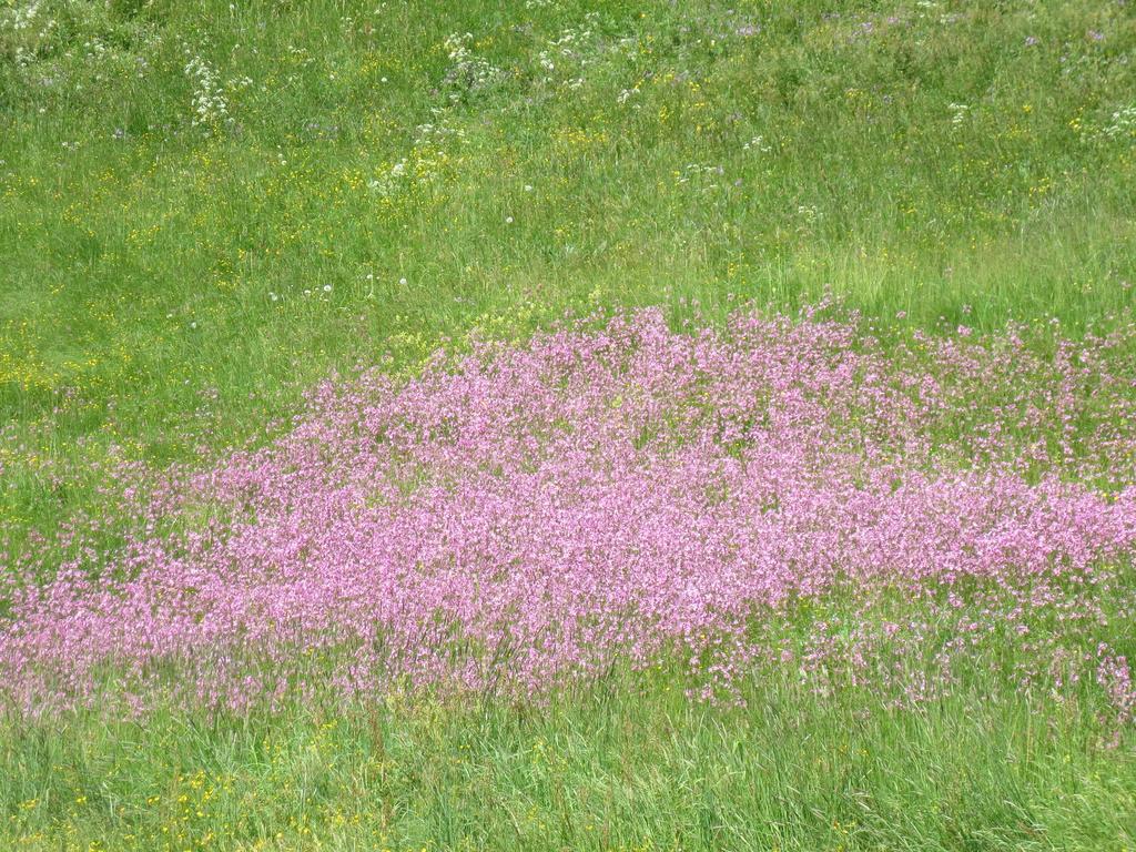 Ban Kneissl'S Lägenhet Umhausen Exteriör bild